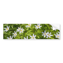 Wood Anemone Bumper Stickers