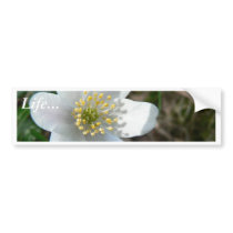 Wood Anemone Close Up Bumper Sticker