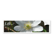 Wood Anemone Flower Bumper Sticker