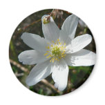 wood, anemone, flower, flowers, leaves, nemorosa,