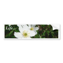 Wood Anemone Flowers Bumper Stickers