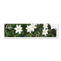 Wood Anemone In Grass Bumper Sticker