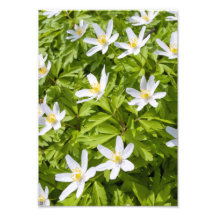 Wood Anemone Photographic Print