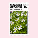 Wood Anemone stamps