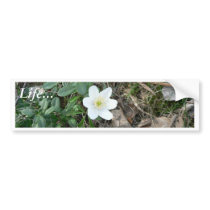 Wood Anemone With Old Leaves Bumper Stickers