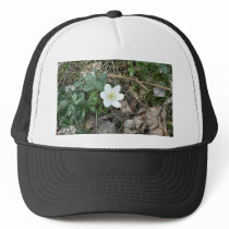 Wood Anemone With Old Leaves hats