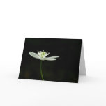 Wood Anenome Wildflower Greeting Card