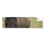 Wood Bison Bumper Stickers