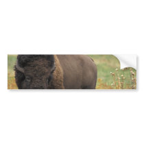 Wood Bison Bumper Stickers