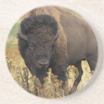 Wood Bison Coaster