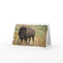 Wood Bison Greeting Card