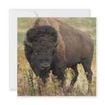 Wood Bison Invitation