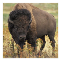 Wood Bison Invitation