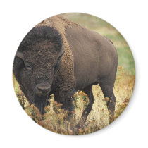Wood Bison Magnet