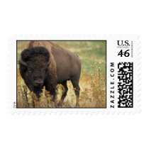 Wood Bison Postage Stamp