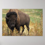 Wood Bison Poster Print