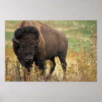 Wood Bison Poster Print