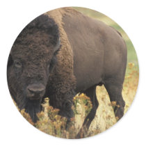 Wood Bison Stickers