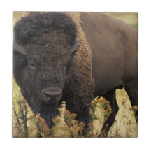 Wood Bison Tile