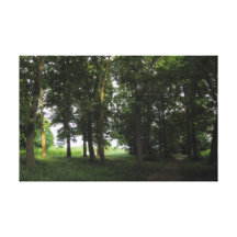 Wood, Bute Park Cardiff Stretched Canvas Prints