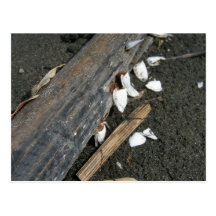 Wood by the Sea with Sea Shells Post Card