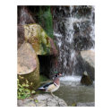 Wood Duck by the Falls posters