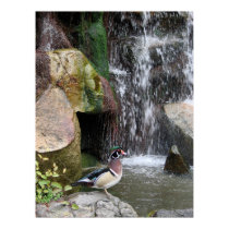 Wood Duck by the Falls posters