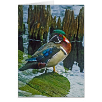 Wood Duck cards