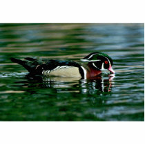 Wood Duck (Drake) photo sculptures by animalpark Wood Duck (Drake) photo sculptures