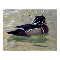Wood Duck Drake posters
