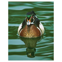Wood Duck flyers by animalpark Wood Duck flyers