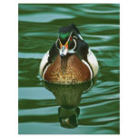 Wood Duck Personalized Flyer
