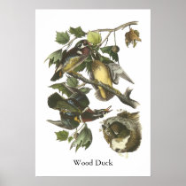 Wood Duck, John Audubon Poster