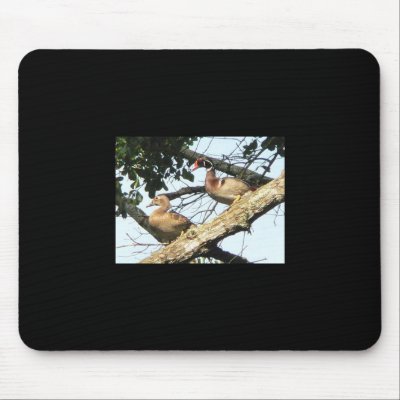Wood duck mousepad by KCsGallery