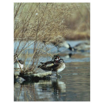 Wood Duck Pair Personalized Flyer