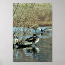 Wood Duck Pair Poster