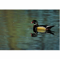 Wood duck photo sculptures by animalpark Wood duck photo sculptures