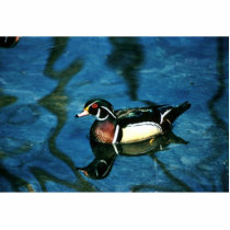 Wood Duck photo sculptures by animalpark Wood Duck photo sculptures