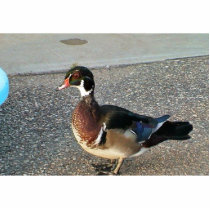 WOOD DUCK photo sculptures by animalpark WOOD DUCK photo sculptures