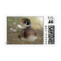 Wood Duck Postage postage by naturalphotos Wood Duck Postage postage