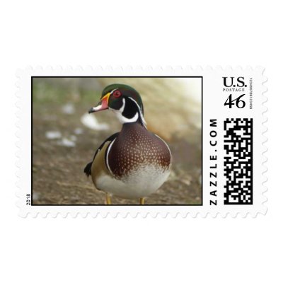 Wood Duck Postage at Zazzle -- Click here for a larger image