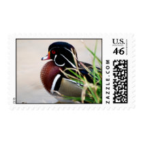 Wood Duck postage by WesBlanton Wood Duck postage