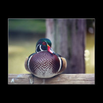 Wood Duck Postcard