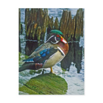 Wood Duck postcards