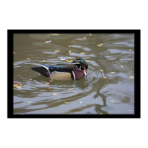 Wood Duck posters