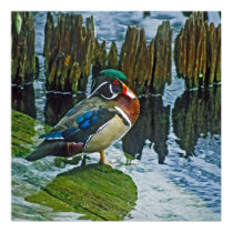 Wood Duck posters