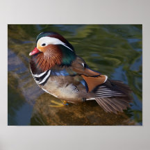wood duck poster FROM 14.95
