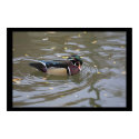 Wood Duck posters