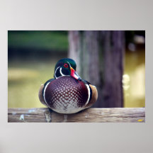 Wood Duck Print