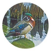 Wood Duck stickers